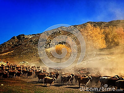 Kazakh nomads herd sheep and cattle Editorial Stock Photo